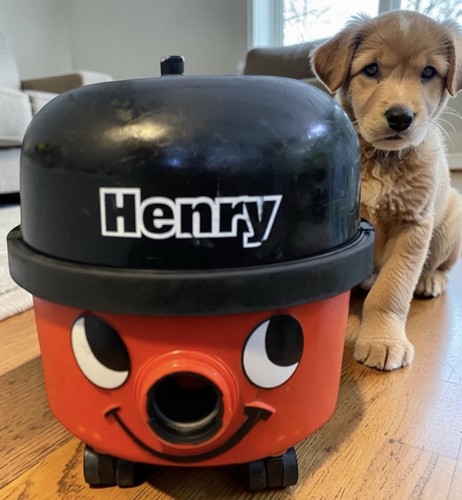 Henry hoover vac serviced - henry, hoover/vac